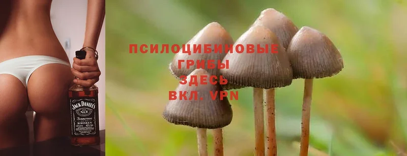 Псилоцибиновые грибы Psilocybine cubensis  наркошоп  Кунгур 